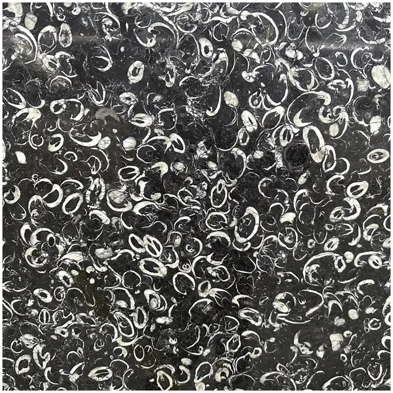 Fossil Black Marble Stone close view of natural fossil inclusions and dark carbonate matrix